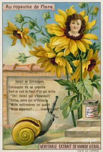 Girasol y caracol de European School